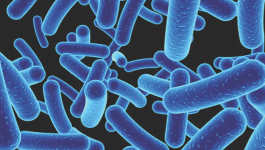 Germs