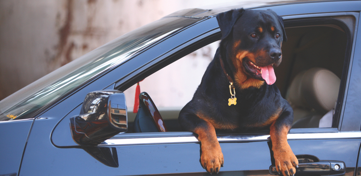 Dog leaning out car window